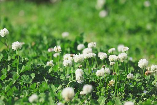 クローバーの写真