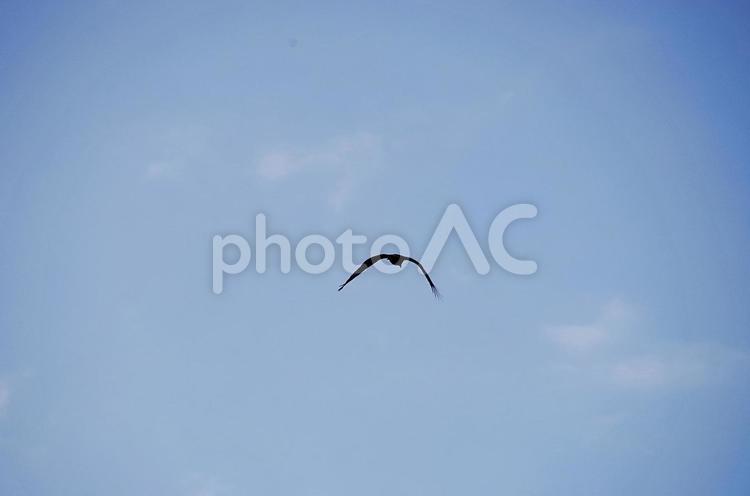 大空を飛ぶトンビ トンビ,トビ,鳶の写真素材