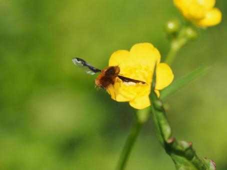Photo, velvet turiab, gadfly, tea, 