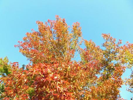 快晴の空と紅葉 快晴の空と紅葉の写真