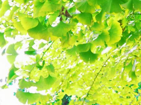 Ginkgo biloba (processed), ginkgo biloba, autumn, yellow, JPG