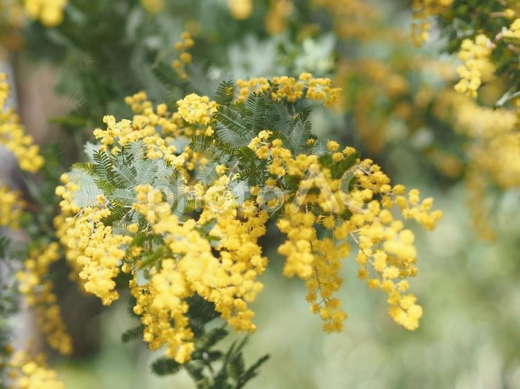 ミモザ（アカシア）の花と葉っぱ ミモザ,アカシア,mimosaの写真素材