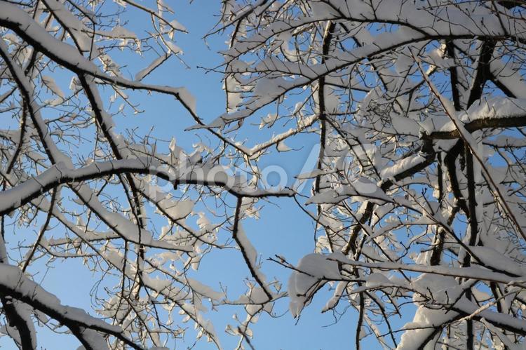 枝と枝と枝 雪,枝,積雪の写真素材