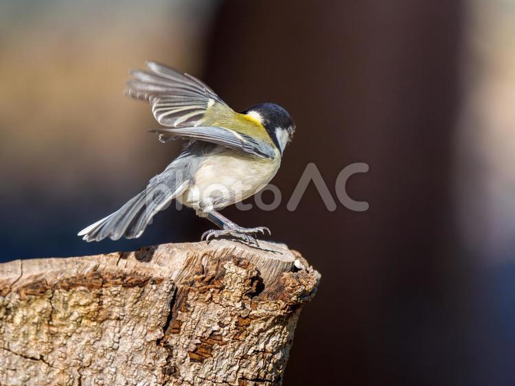 切り株にとまるシジュウカラ シジュウカラ,野鳥,鳥の写真素材