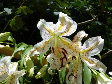 郊外の林道沿いに咲くヤマユリ 郊外の林道沿いに咲くヤマユリ ヤマユリ,花,植物の写真素材