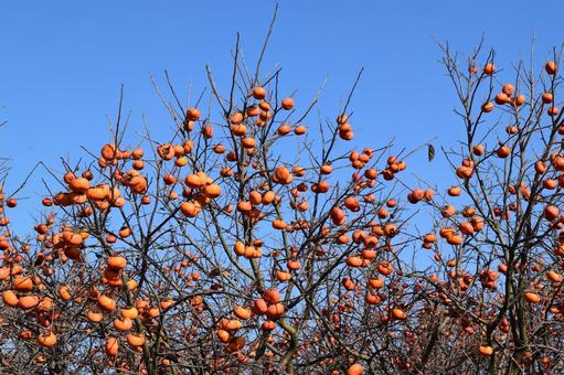 完熟した柿の実 熟した庄内柿,庄内柿,庄内の柿の写真素材