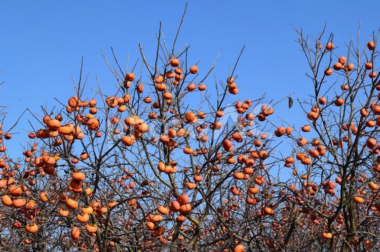 完熟した柿の実 熟した庄内柿,庄内柿,庄内の柿の写真素材
