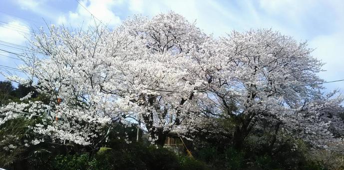 桜 桜の写真