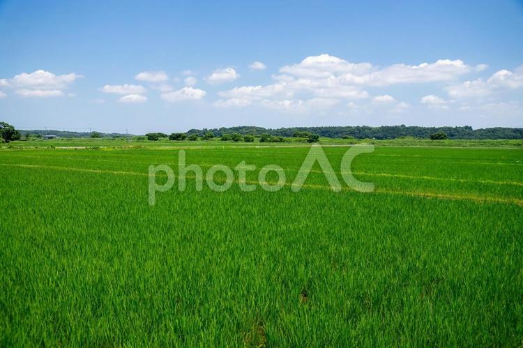 田園風景 田園風景,田舎,田舎暮らしの写真素材