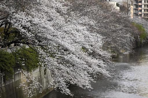目黒川の桜 目黒川の桜の写真