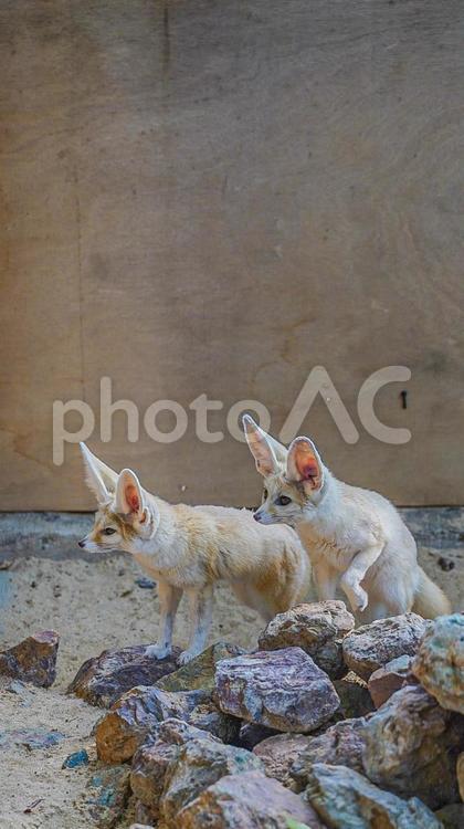 フェネック フェネック,動物園,美しいの写真素材