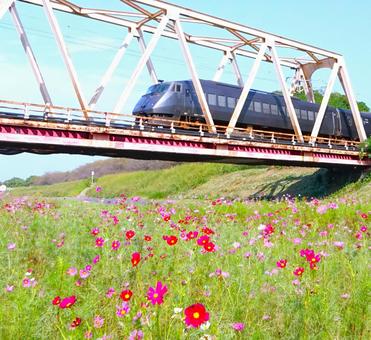 電車とコスモス③ 電車とコスモス③ 電車,コスモス,鉄橋の写真素材
