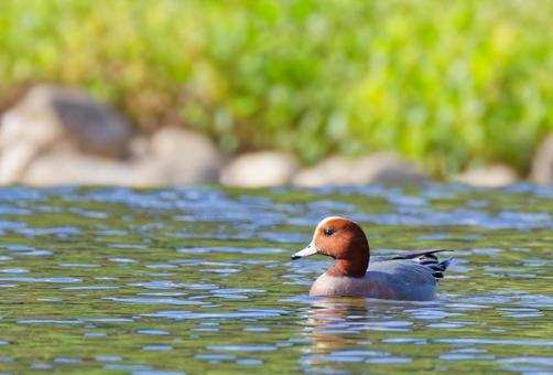 秋の川に渡って来たヒドリガモの雄 ヒドリガモ,カモ,鴨の写真素材