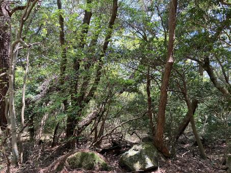 森の中 森の中 森,木々,樹木の写真素材