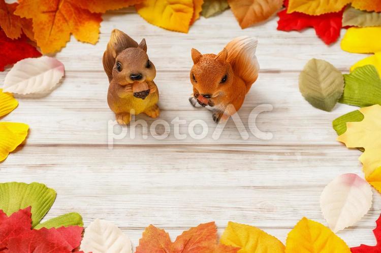 どんぐりを嚙るリスと紅葉した落ち葉 リス,どんぐり,二匹の写真素材