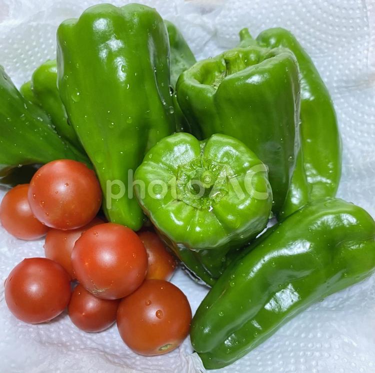 採れたて野菜 採りたて,家庭菜園,食材の写真素材