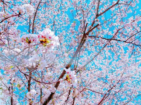 満開のサクラ サクラ,花,風景の写真素材