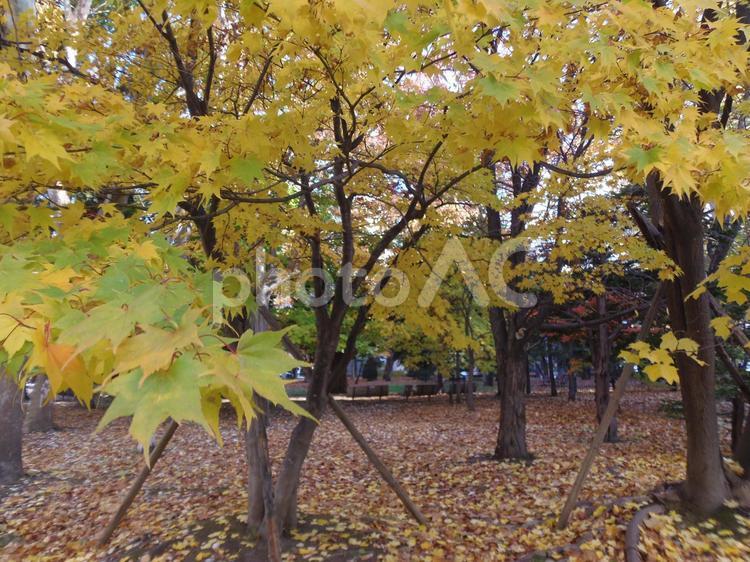 黄色い紅葉 風景,公園,屋外での写真素材