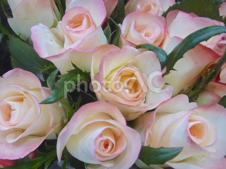 ピンクと白の薔薇２ 花束,お花,花の写真素材