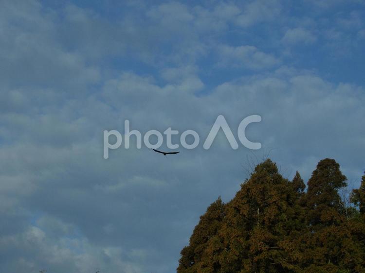 枝を咥えて帰投セリ 鴉,カラス,枝の写真素材