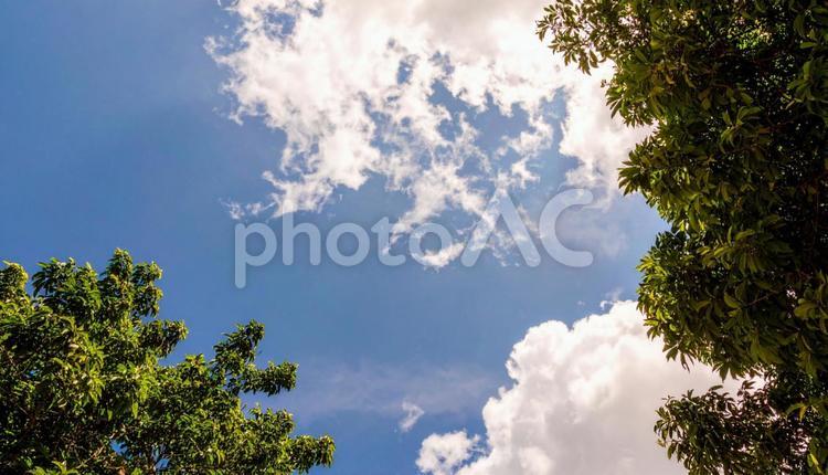 空と光と木 スカイ,大自然背景,空の写真素材