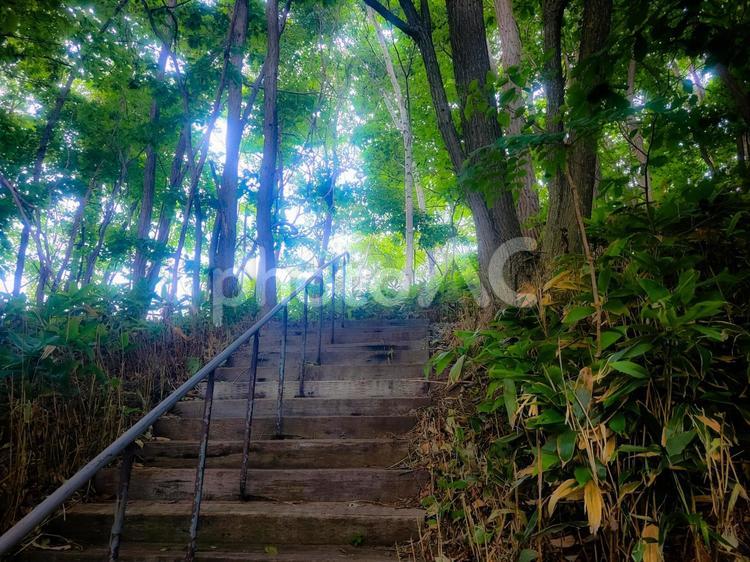 緑の中で石の階段 屋外,自然,マイナスイオンの写真素材