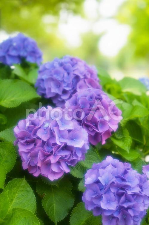 美しい紫陽花_ソフトイメージ 紫陽花,あじさい,アジサイの写真素材