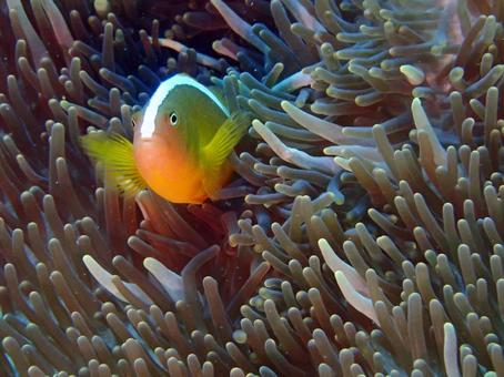 セジロクマノミ クマノミ,ダイビング,海の写真素材