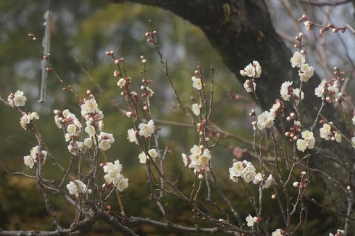 梅 梅の写真