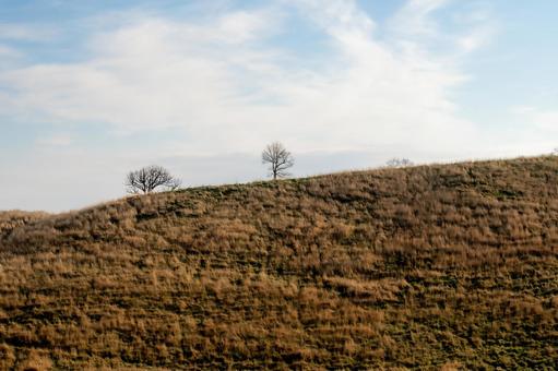 枯れた丘に佇む裸木と青空 丘,草原,初冬の写真素材