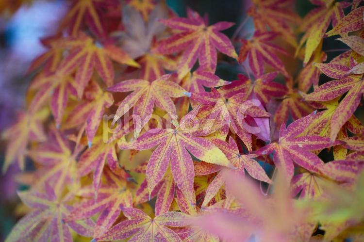 珍しい二色に染まるモミジ もみじ,紅葉,モミジの写真素材