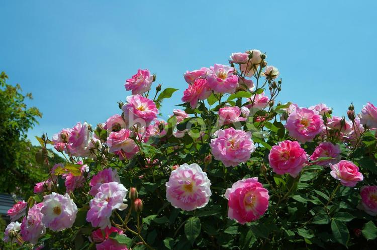 丘陵公園「香りのばらまつり」 ばら,薔薇,バラの写真素材