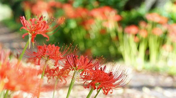 彼岸花-163 彼岸花-163 ヒガンバナ,マンジュシャゲ,赤の写真素材