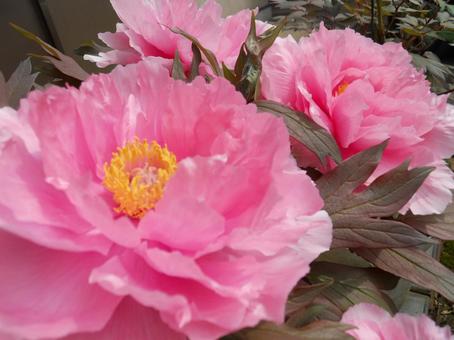 牡丹の花 牡丹の花の写真