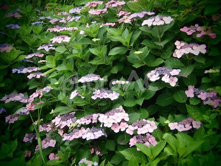 ガクアジサイ アジサイ,花,自然の写真素材