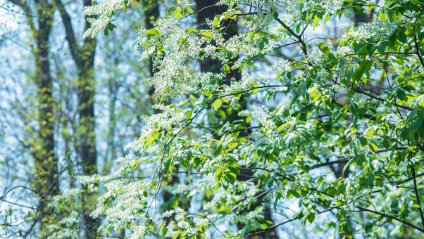 白い花が咲く木 白い花が咲く木の写真