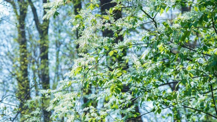 白い花が咲く木 白い花,花,咲くの写真素材