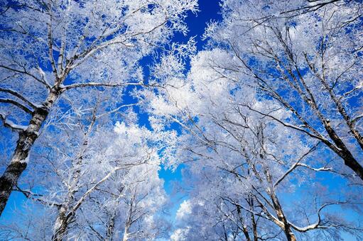 霧氷と青空 霧氷,大木,防風林の写真素材