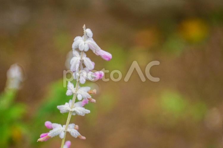 【花】小さな花の蕾 つぼみ,自然,花の写真素材