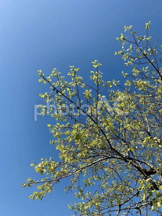 見上げる青空と新緑 青空,木,若葉の写真素材