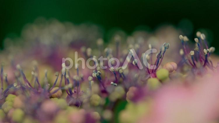 赤や青や紫や白のたくさんの紫陽花 紫陽花,緑,花の写真素材
