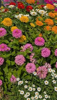 お花畑 お花畑 花,都会,庭の写真素材