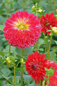 宝塚ダリア園　秋　ダリア29　手毬唄 宝塚市,宝塚ダリア園,ダリアの写真素材