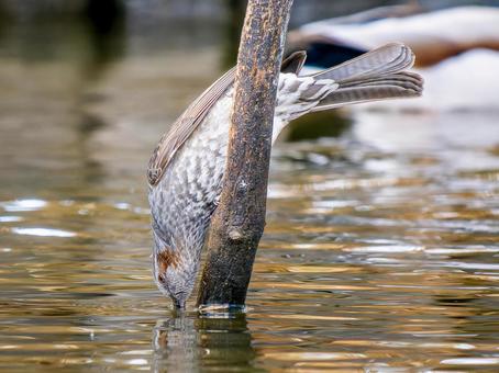 水辺のヒヨドリ ヒヨドリ,野鳥,鳥の写真素材