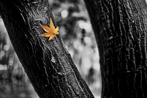 色づく 秋,紅葉,風景の写真素材