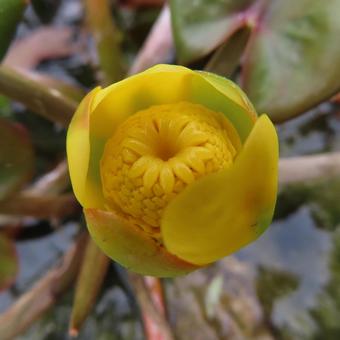 コウホネ(河骨) コウホネ(河骨)の写真