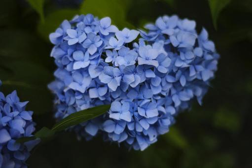 紫陽花 紫陽花の写真