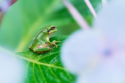 紫陽花の葉の上に座る一匹のニホン雨蛙 アマガエル,蛙,葉の写真素材