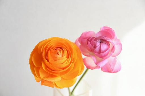 二色のラナンキュラスの写真