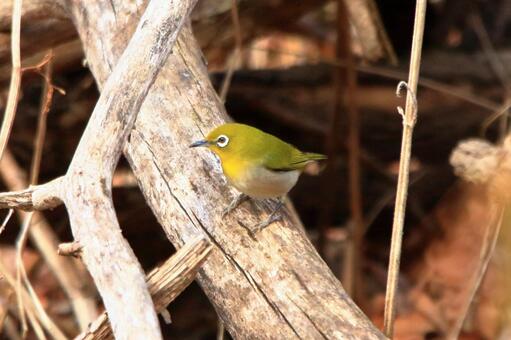 メジロ メジロの写真